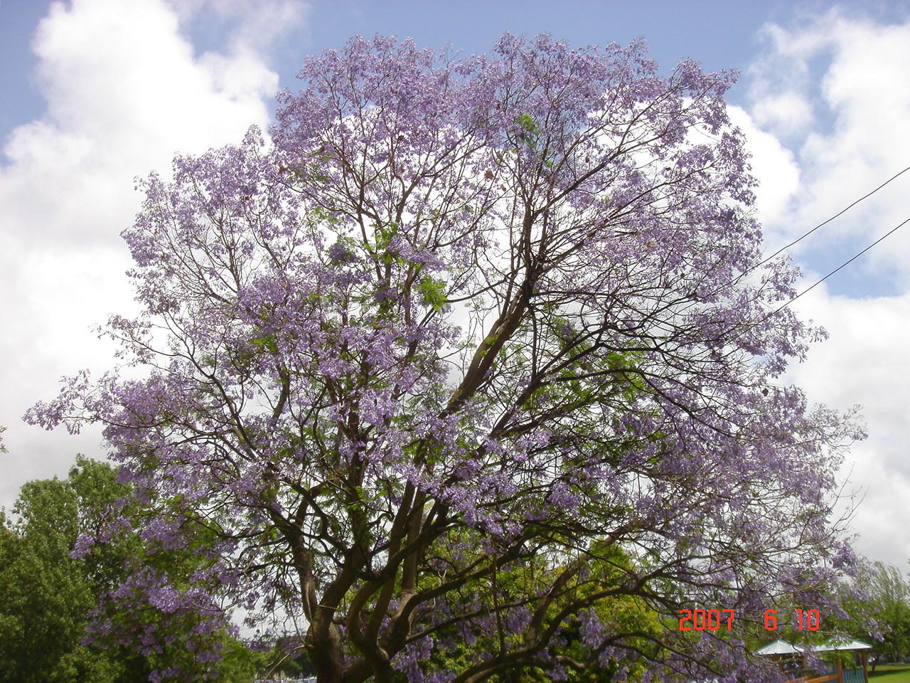 Jacaranda